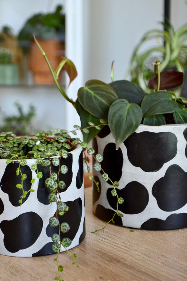 Cow Planter  Redhead Creamery