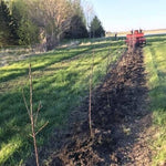 Cheese Lovers Newsletter (5.10.2021): What are you doing with those apple trees?