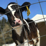Cheese Lovers Newsletter (11.9.2020): What happens to your calves?