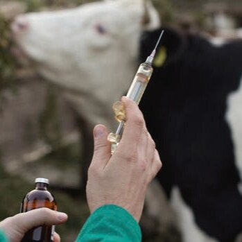 Cheese Lovers Newsletter (11.29.2020): Cow Vaccines