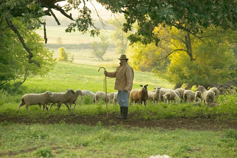 Shepherd's Way Farms SOGN Artisan Sheep Milk Cheese